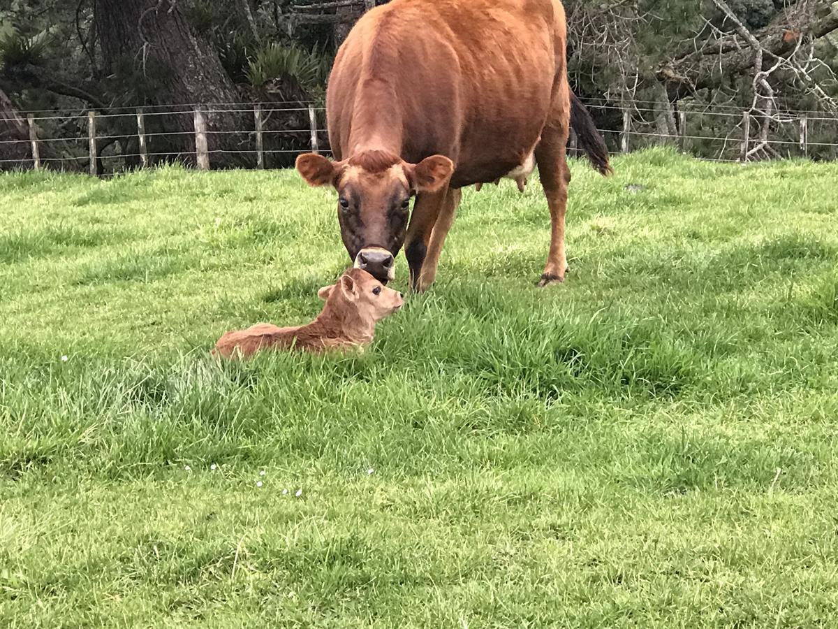 Pukeko Lodge Bnb New Plymouth Dış mekan fotoğraf