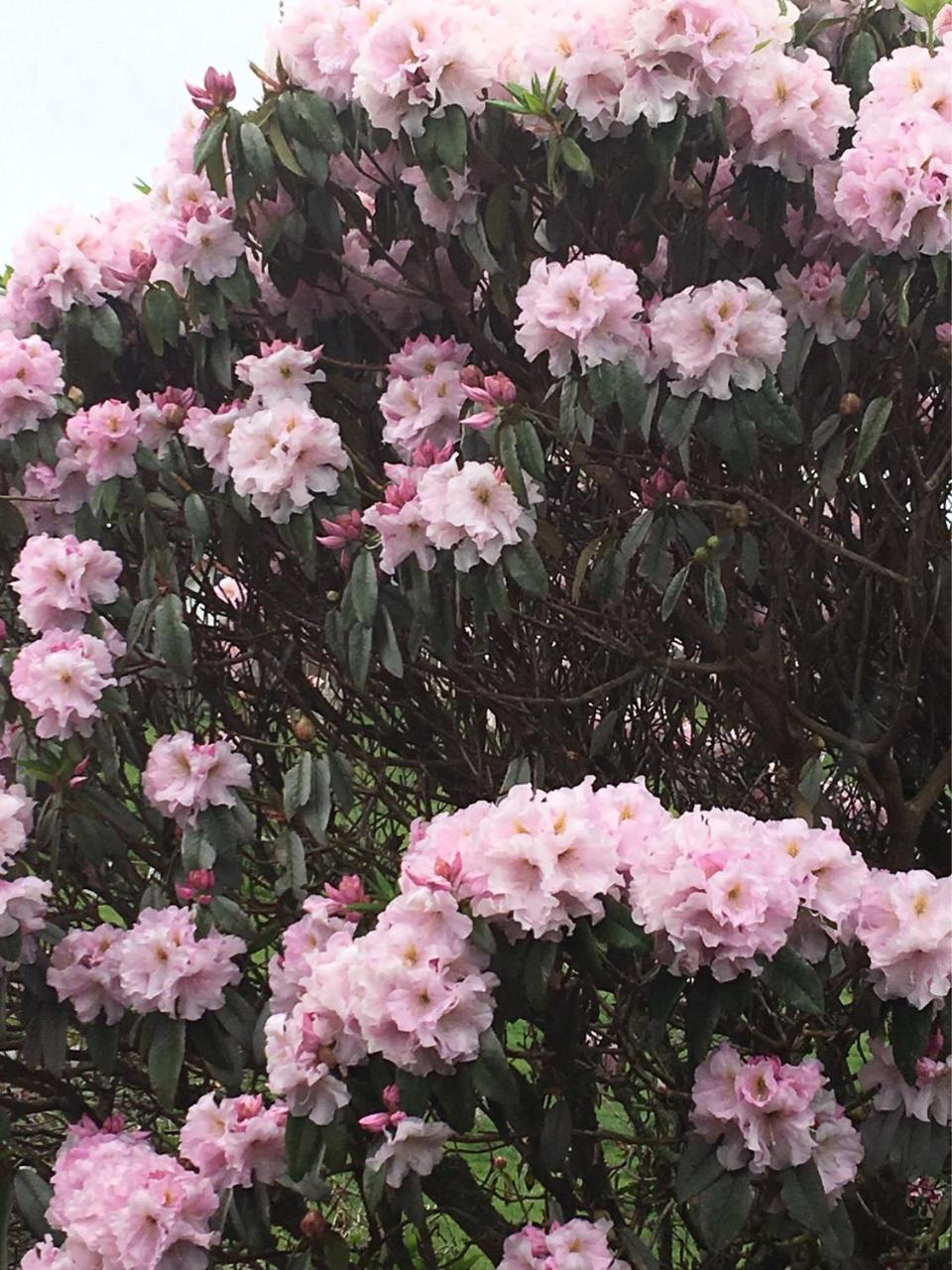 Pukeko Lodge Bnb New Plymouth Dış mekan fotoğraf