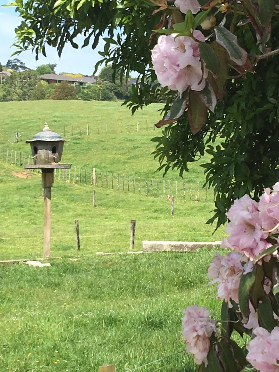 Pukeko Lodge Bnb New Plymouth Dış mekan fotoğraf