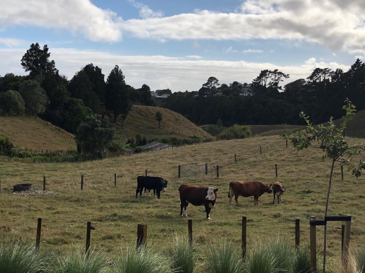 Pukeko Lodge Bnb New Plymouth Dış mekan fotoğraf