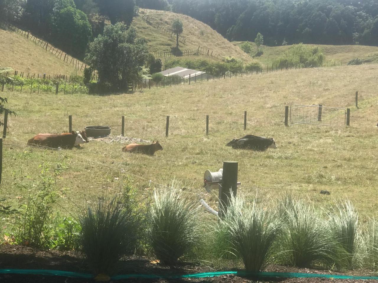 Pukeko Lodge Bnb New Plymouth Dış mekan fotoğraf